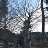 参道のケヤキ
