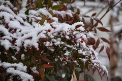南天に雪