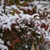 南天に雪