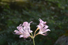 夏水仙