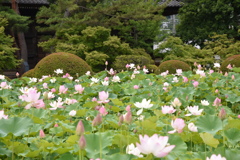 蓮の花