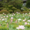 蓮の花