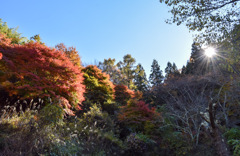 紅葉を探して