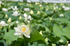 白い蓮