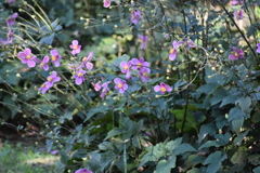 秋明菊