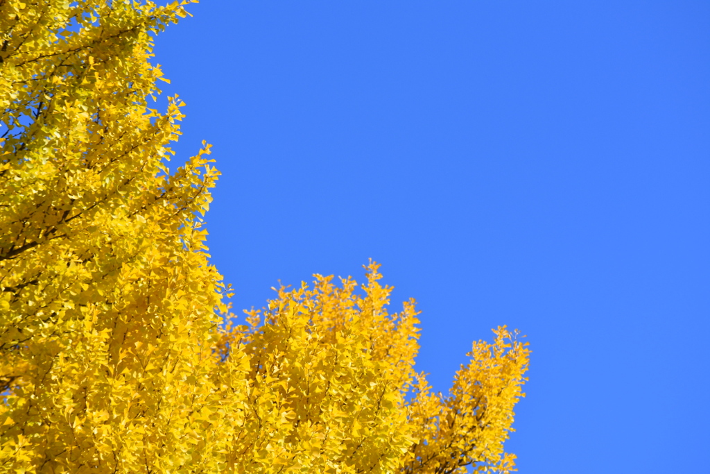 青空に黄葉