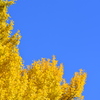 青空に黄葉