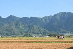麦畑