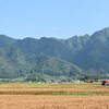 麦畑