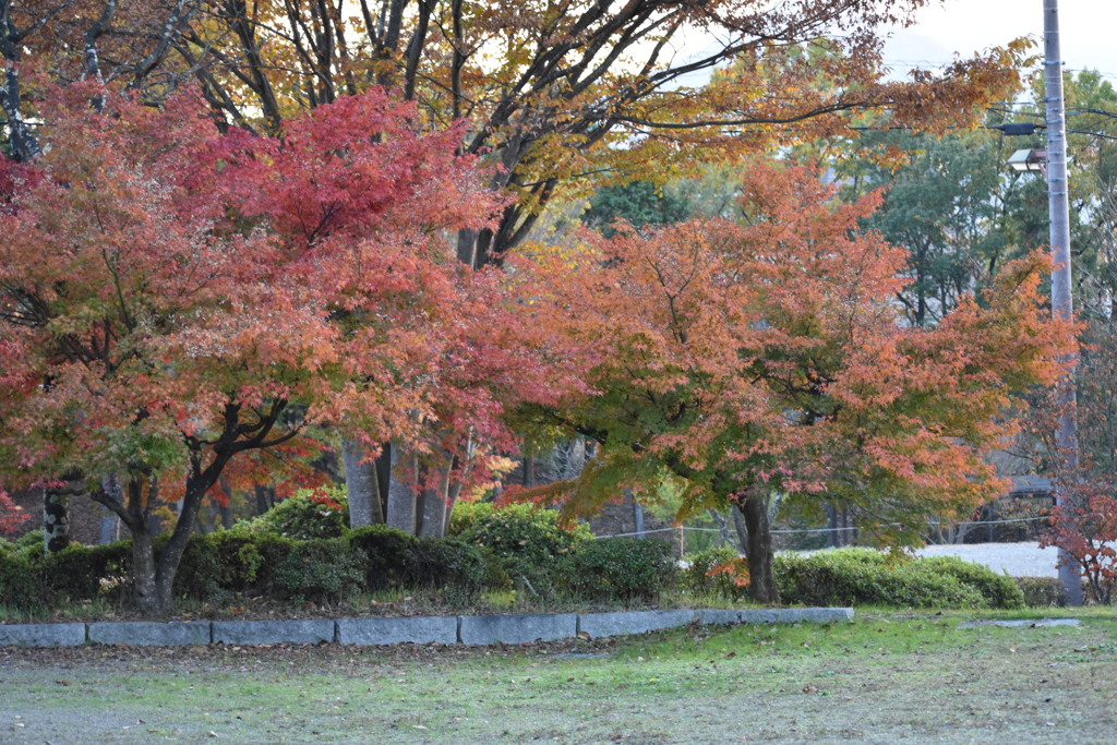 紅葉を探して