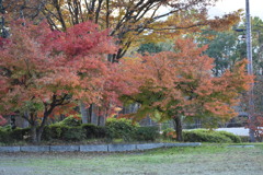 紅葉を探して