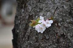 胴吹き桜