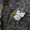 胴吹き桜