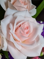 薔薇の花を飾る