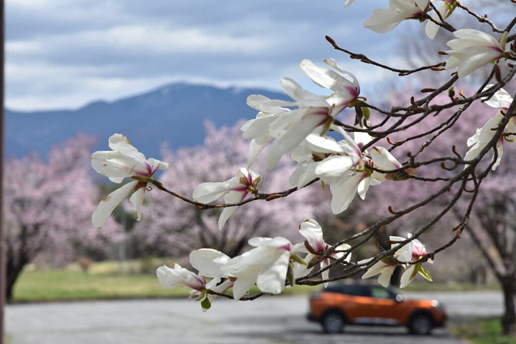 辛夷の花