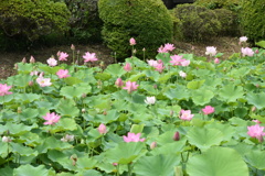 ハスの花が咲いてきました
