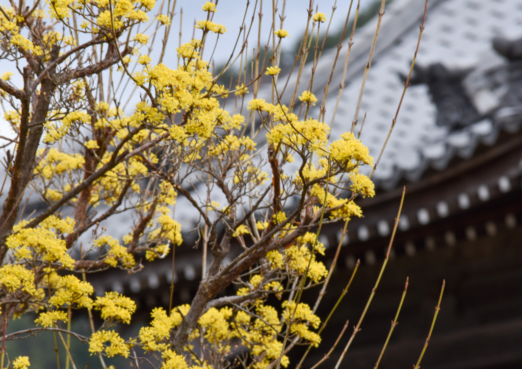 山茱萸