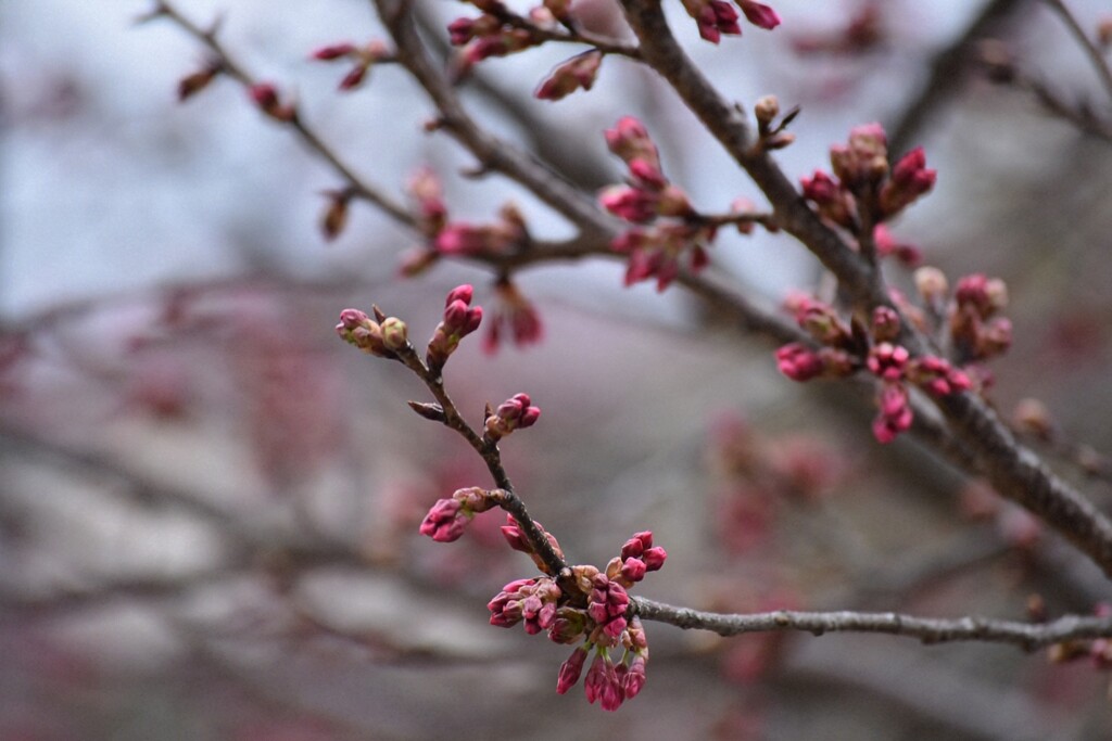 桜はもう少し