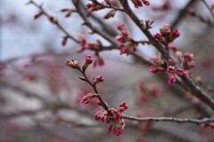 桜はもう少し