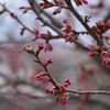 桜はもう少し