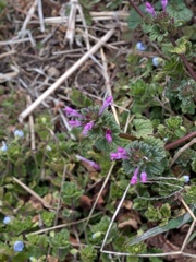 散歩で見つけた　ホトケノザ