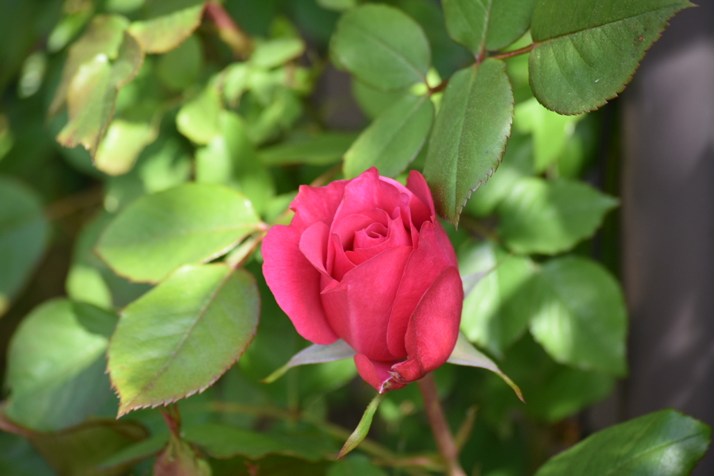 庭の薔薇