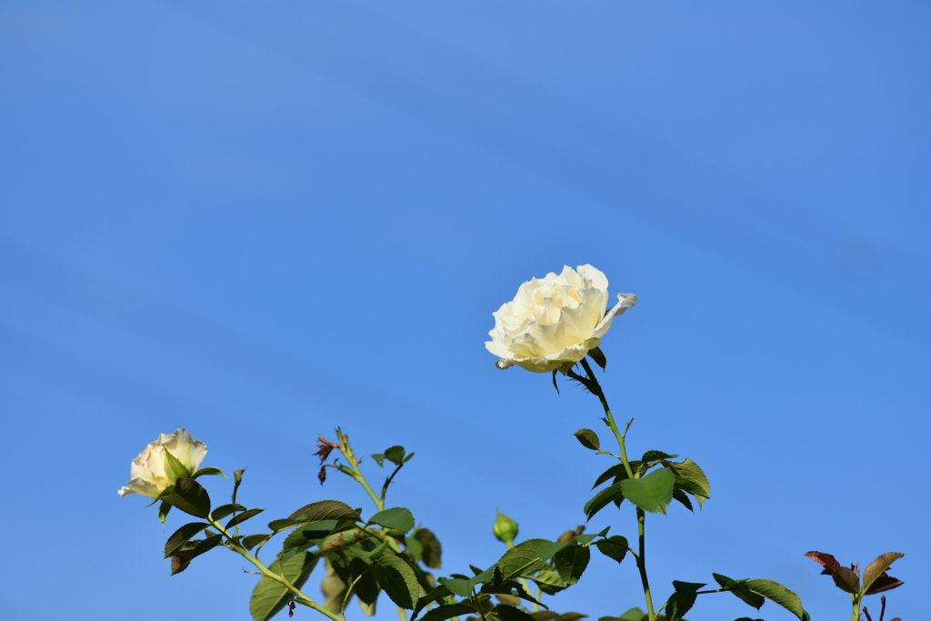 夏の薔薇