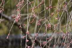 枝垂れ桜