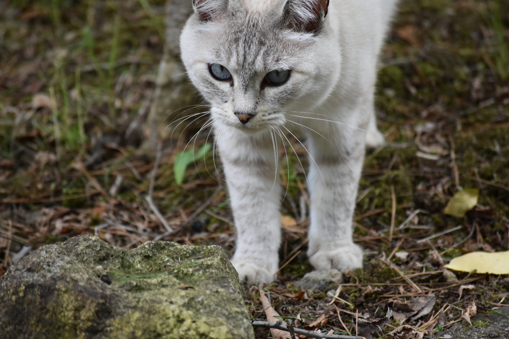 蒼い目のねこ