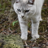 蒼い目のねこ