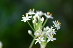 ニラの花