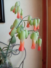 多肉植物の花