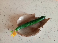 初採り 1