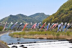 依田川のこいのぼり
