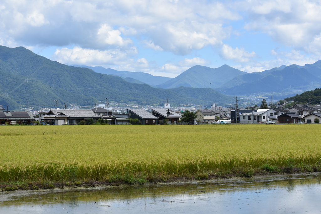 ８月の田圃