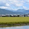 ８月の田圃