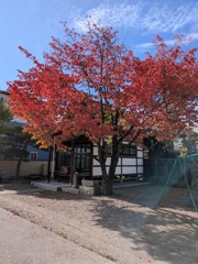 桜の紅葉