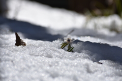 雪の中の春の妖精