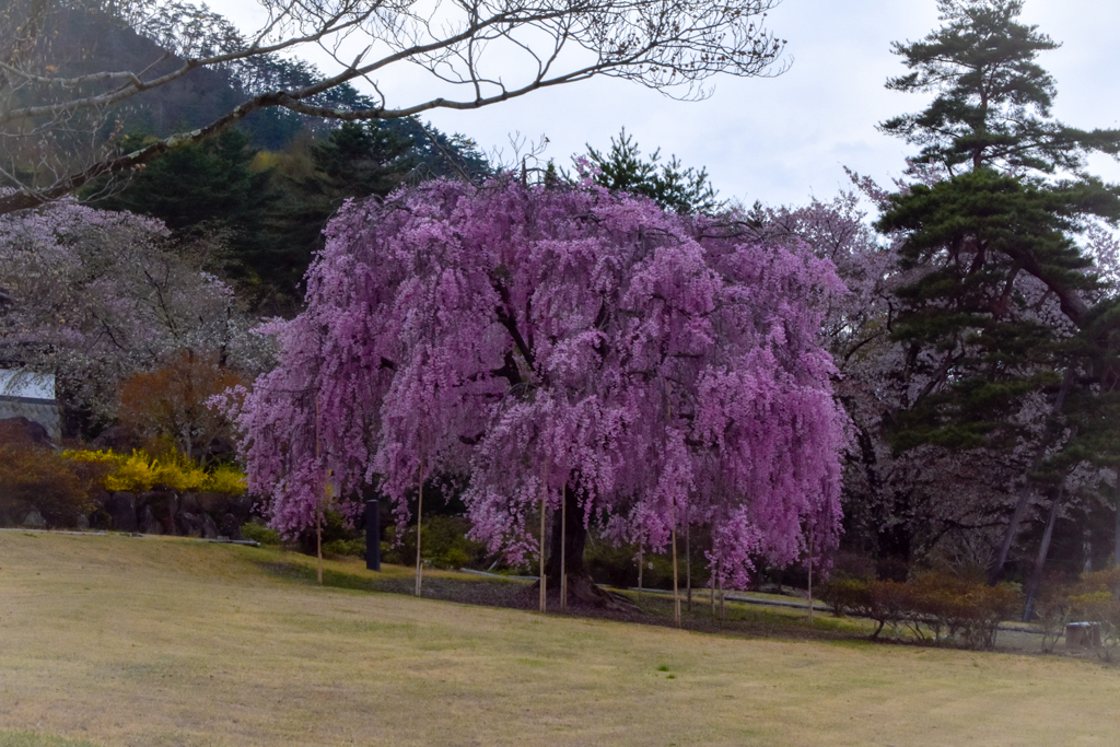前山寺の桜
