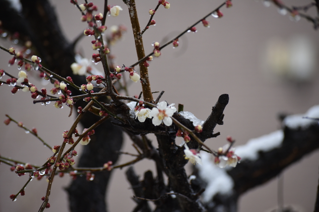 ３月の始まり