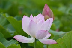 清浄蓮華