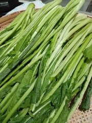 野沢菜