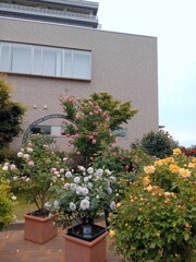 病院の薔薇まつり