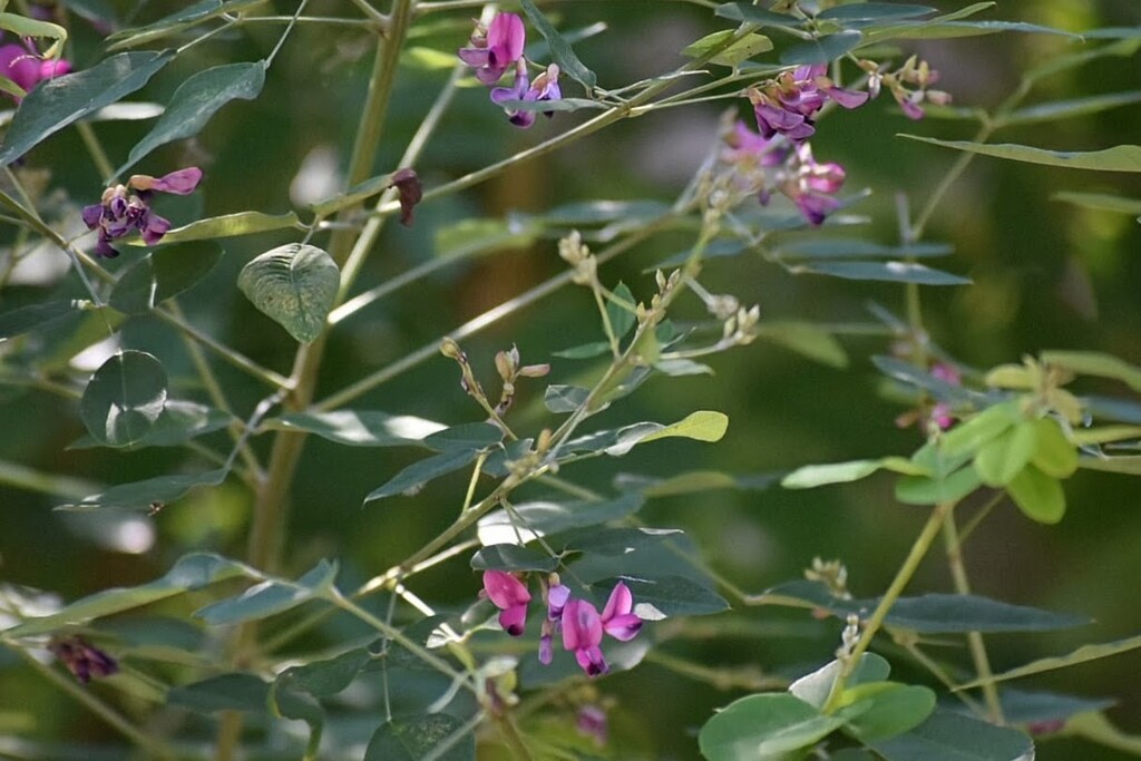 萩の花