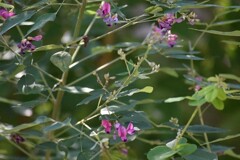 萩の花