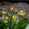 黄花カタクリ