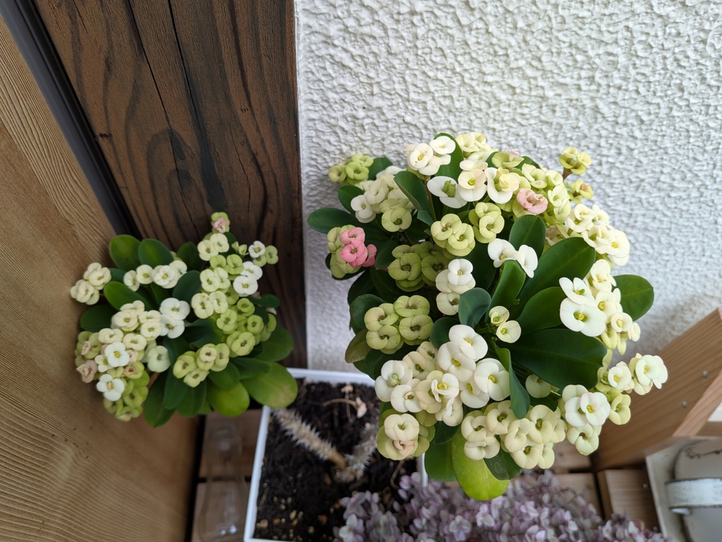 花キリン