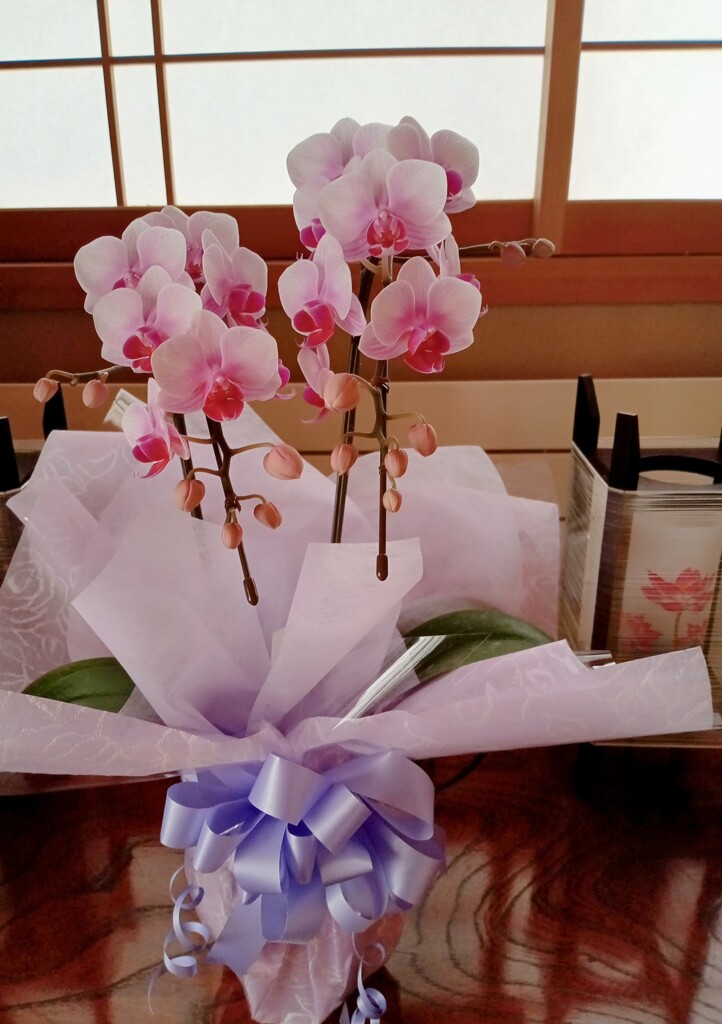 紫色が好きでした