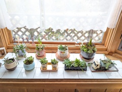 多肉の寄せ植え