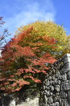 石垣と紅葉
